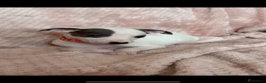 Whippet Puppy 4