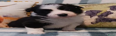 Border Collie Puppy 1