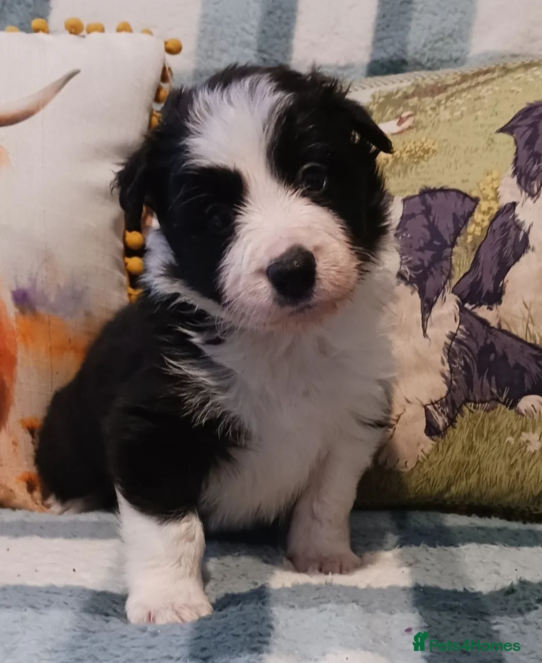 Border Collie dogs for sale: Beautiful rough coated Border collie pups in Arbroath - Advert 1