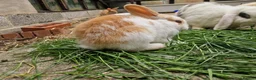 Mixed Breed rabbits for sale: Holland Lop mix  in Hartlepool - Advert 3