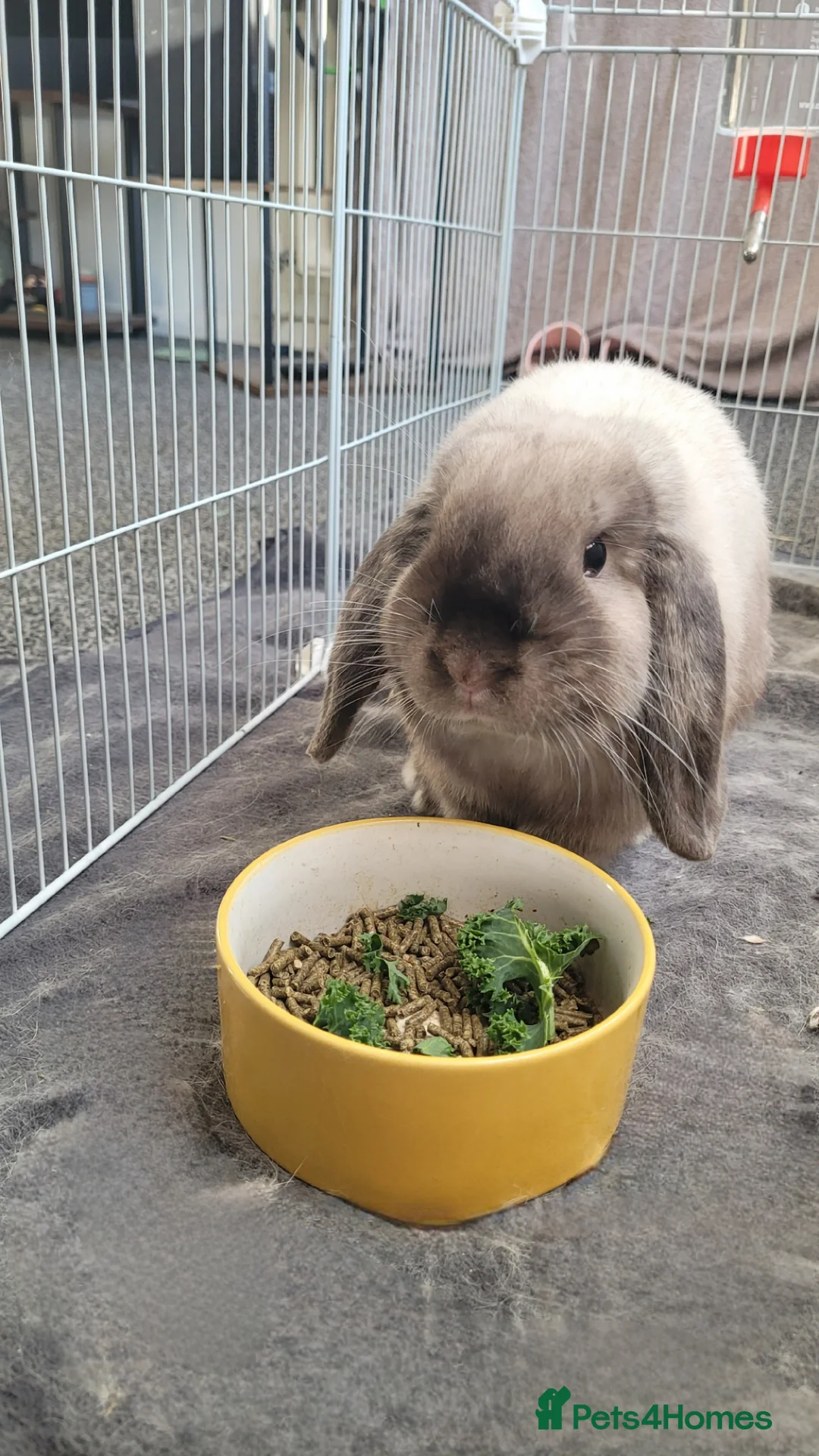 Mini Lop rabbits for sale: Male mini lop - Advert 1