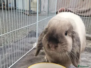 Mini Lop rabbits Male mini lop - Advert 9