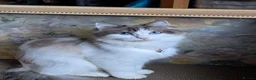 Ragdoll cats for sale: Pure breed bicolour Ragdoll  - Advert 3