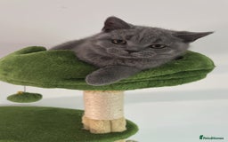 British Shorthair cats for sale: Chunky British Shorthair Kittens in Braintree - Image 21