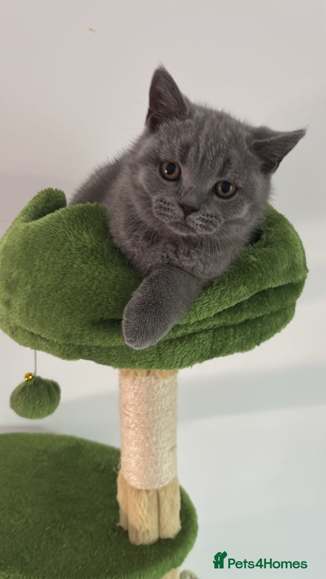 British Shorthair cats for sale: Chunky British Shorthair Kittens in Braintree - Image 21