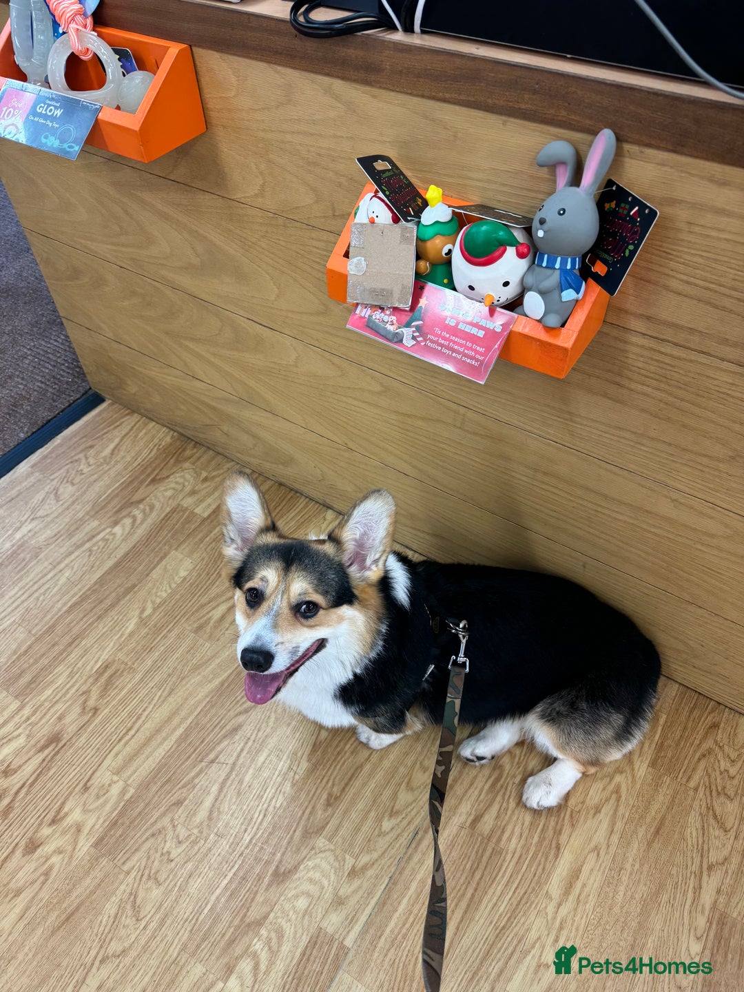 Welsh Corgi Pembroke dogs for sale: 2 year old male Welsh Pembroke corgi  - Advert 4