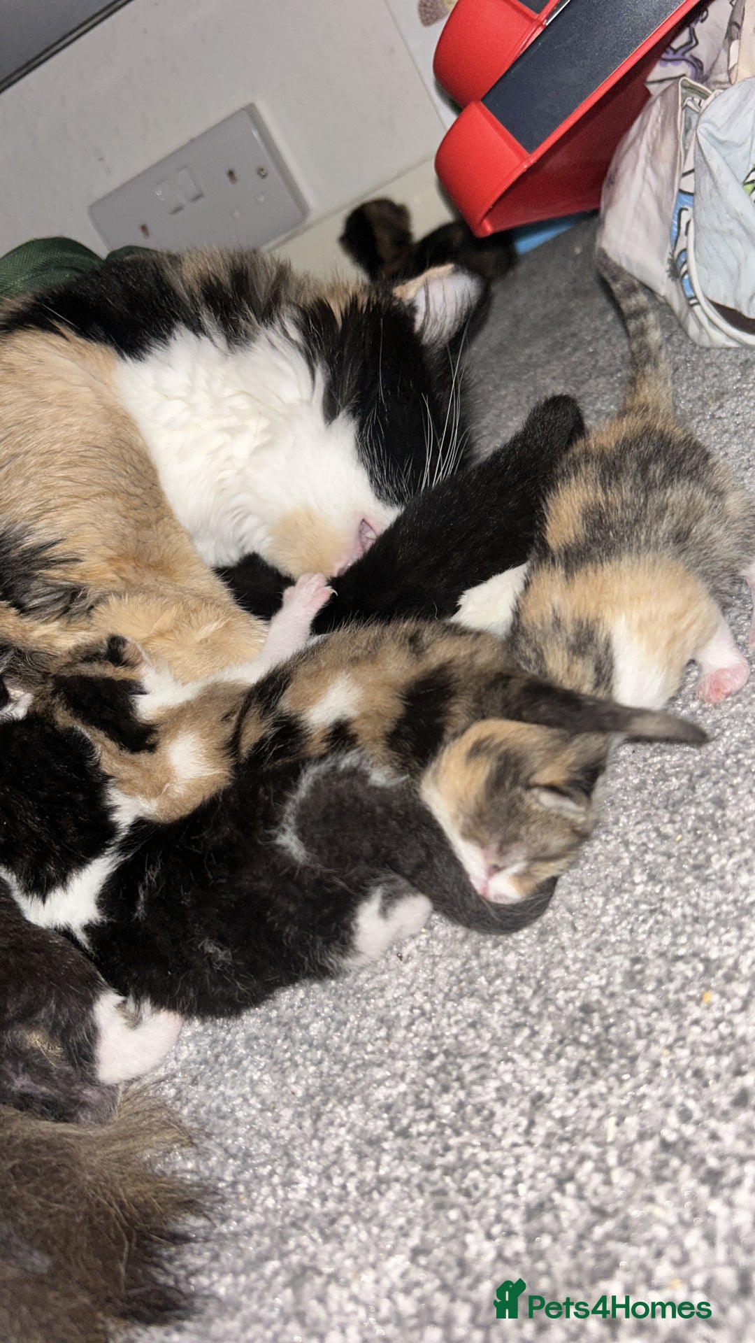 British Shorthair cats for sale: Beautiful kittens  - Image 2