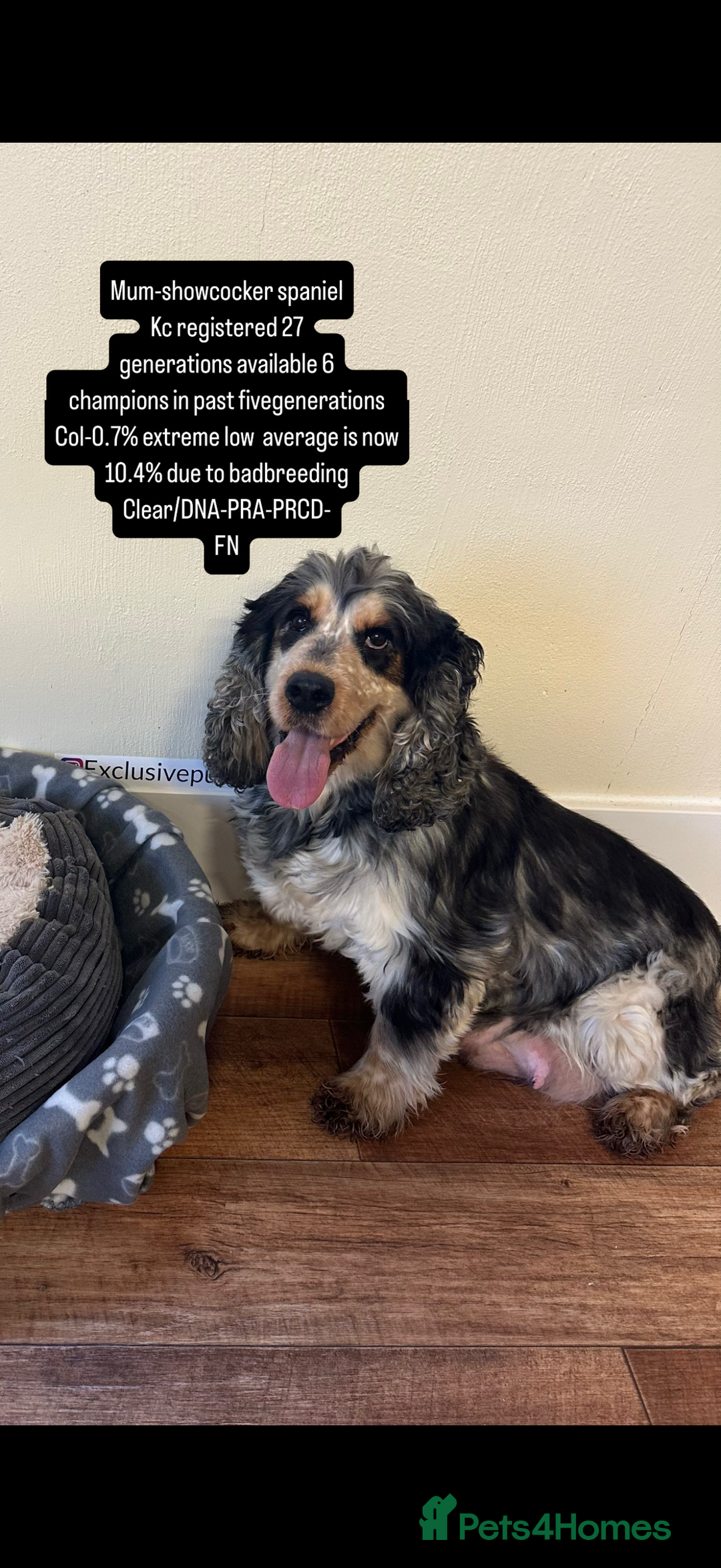 Cockapoo dogs for sale: 🏆 f1 miniature show Cockapoos fully health tested - Image 4