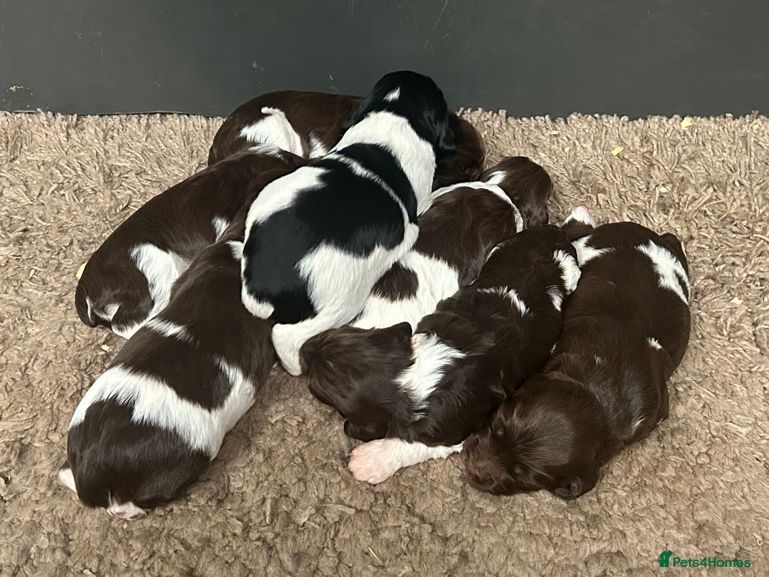 English Springer Spaniel dogs for sale: Springer spaniel puppies for sale  - Image 14