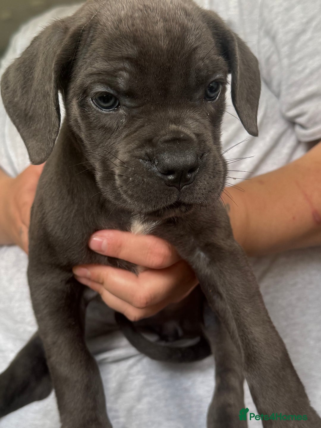 Cane Corso dogs for sale: Beautiful Cane Corso puppies for sale  - Image 28
