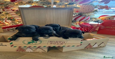 Staffordshire Bull Terrier dogs KC REGISTERED BRINDLE STAFFORDSHIRE BT PUPPIES - Advert 6