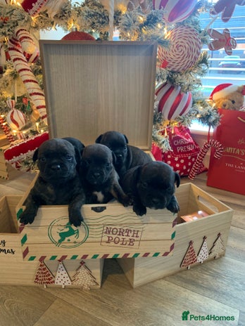 Staffordshire Bull Terrier dogs KC REGISTERED BRINDLE STAFFORDSHIRE BT PUPPIES - Advert 1