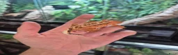 Gecko reptiles for sale: Crested geckos - Advert 4