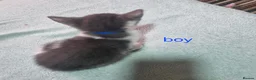 Mixed Breed cats for sale: Beautiful grey and white kittens  - Advert 5