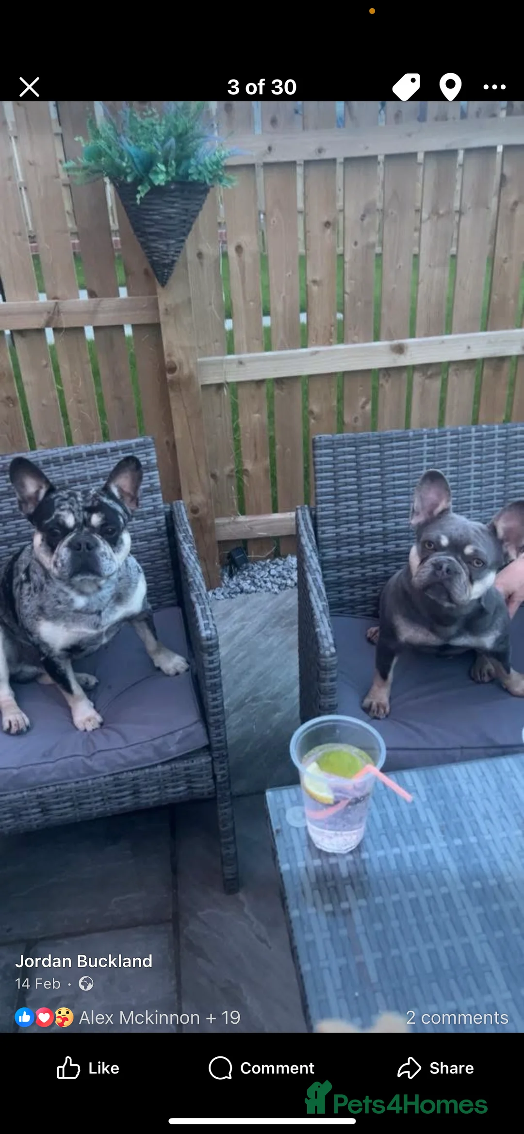 French Bulldog dogs for sale: 2 beautiful freindly french bulldogs for rehome  - Advert 6