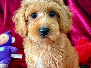 Maltipoo dogs - Advert 6