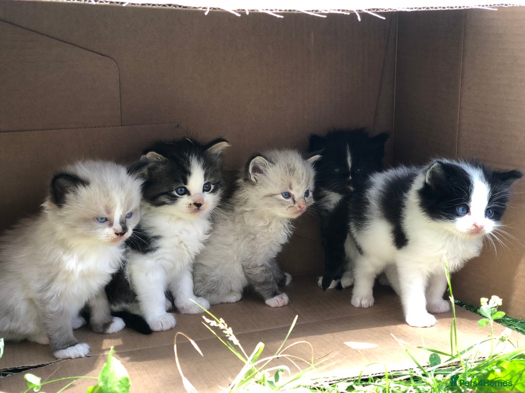 Mixed Breed cats for sale: Delilah’s kittens - Image 1