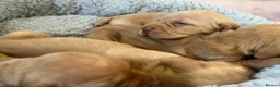 Hungarian Vizsla dogs for sale: Crufts Best in Show & Elite working Bloodlines - Advert 16