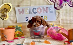 Cockapoo dogs for sale: F1 Toy Cockapoo’s in richest red ❤️ - Image 4