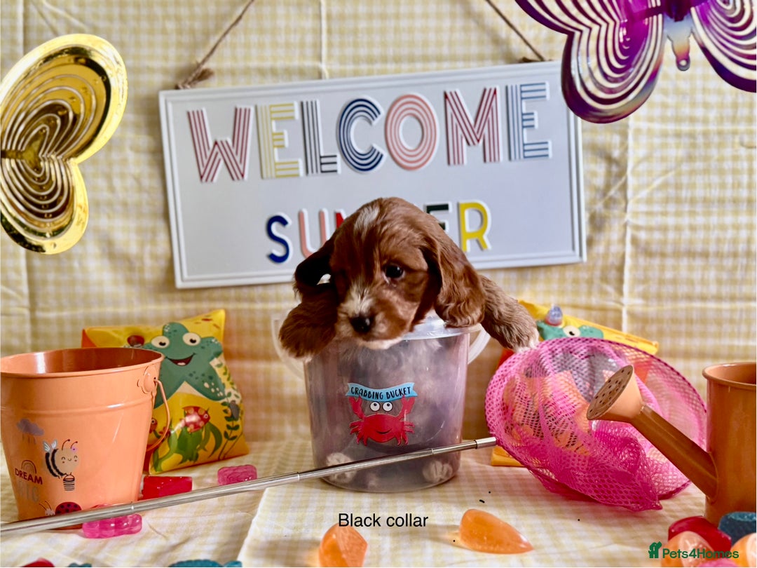 Cockapoo dogs for sale: F1 Toy Cockapoo’s in richest red ❤️ - Image 4