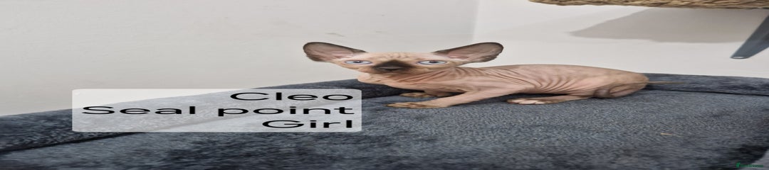 Sphynx Kitten 2