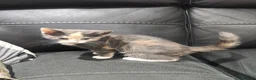 British Shorthair cats for sale: Grey female kitten  - Advert 5