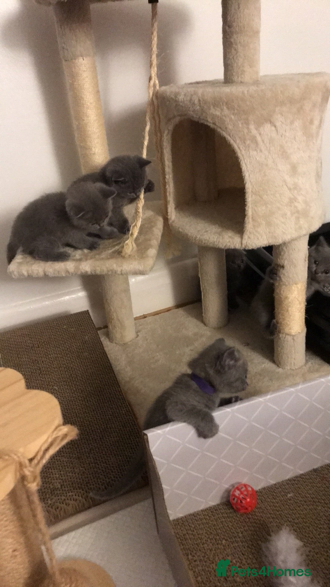 Scottish Fold cats for sale: PURE BREED SCOTTISH FOLD KITTENS 🐾 - Advert 11