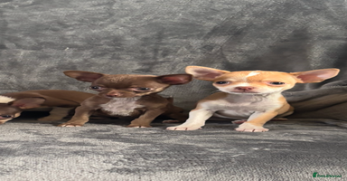 Chihuahua dogs - Advert 10