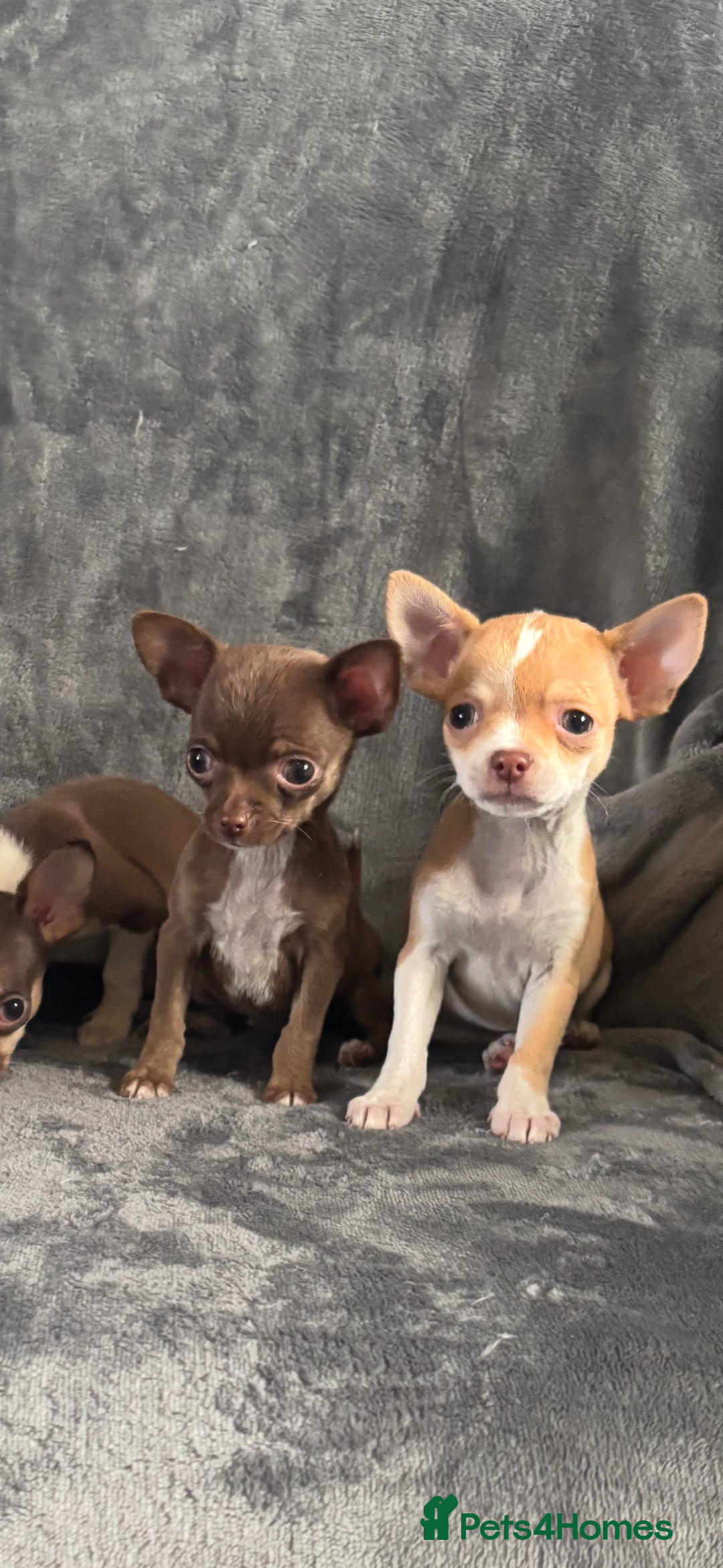 Chihuahua dogs for sale: Chihuahuas puppies  - Image 2