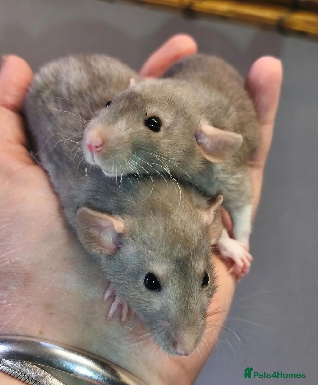 Rat rodents for sale: Lovely blue/mink rex Dumbo rats  - Advert 5
