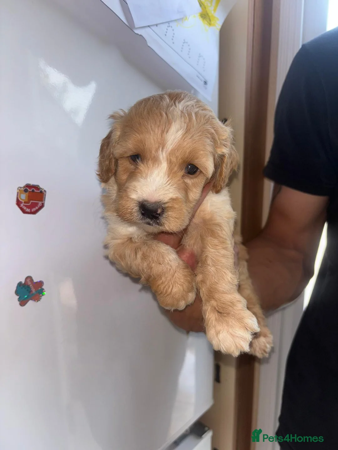 Cockapoo dogs for sale: Beautiful puppy - Advert 8