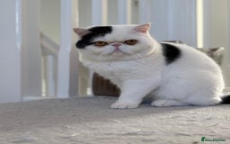 Exotic cats for sale: Exotic shorthair desperate to rehome - Image 2