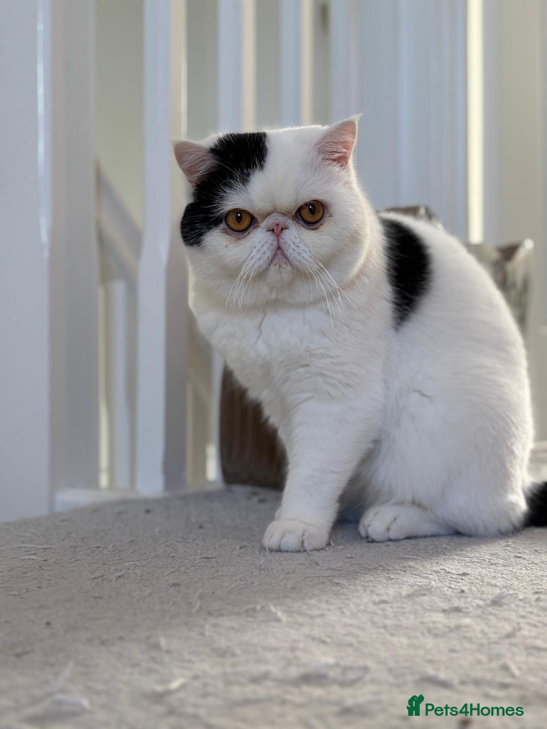 Exotic cats for sale: Exotic shorthair desperate to rehome - Image 2