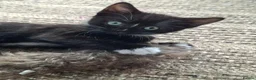 Mixed Breed cats for sale: Adorable Tabbies and Tuxedos for sale ❤️ - Advert 8