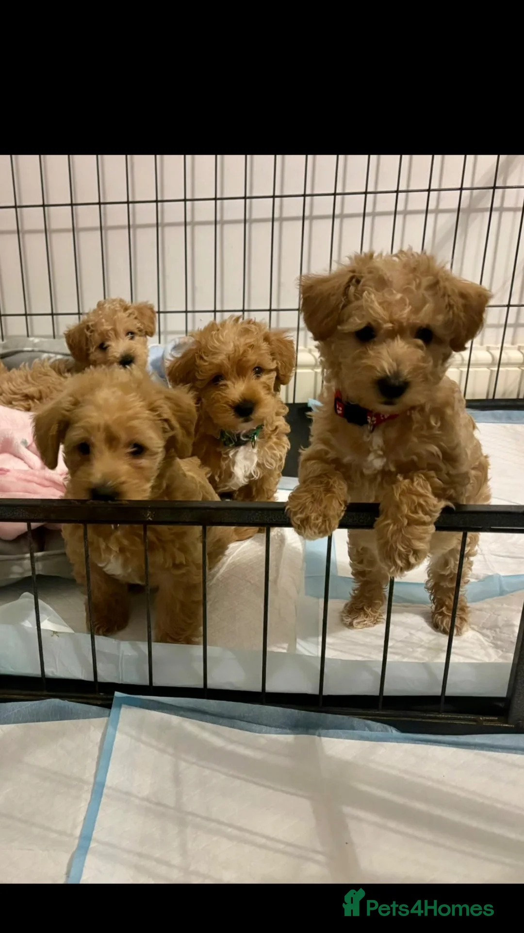 Westiepoo dogs for sale: WESTIPOO PUPPIES  - Advert 1