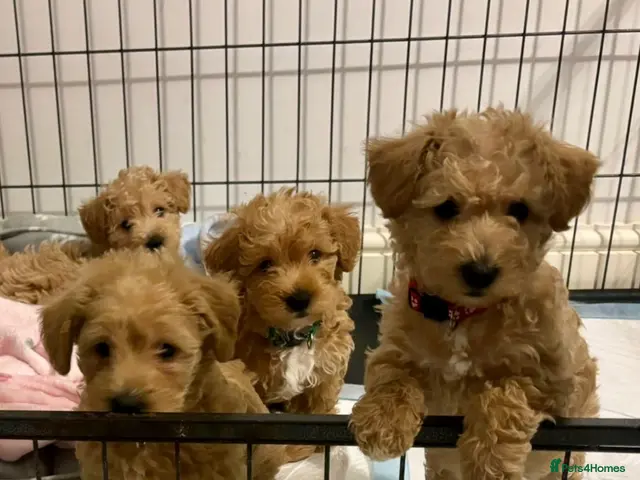 Westiepoo dogs for sale: WESTIPOO PUPPIES - Advert 4