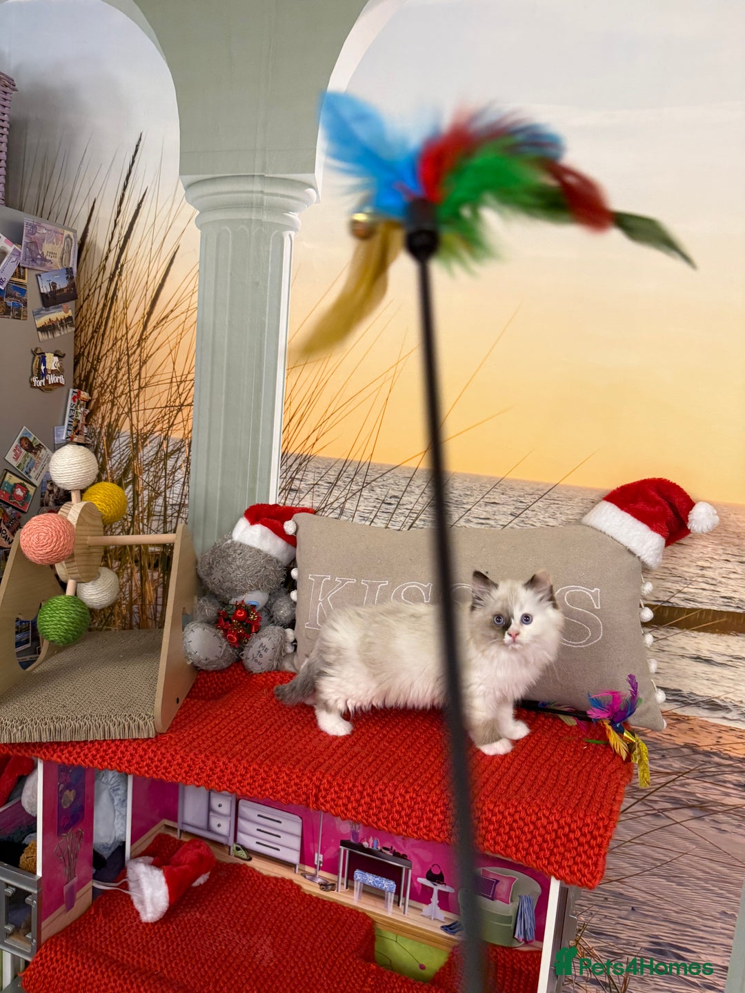 Ragdoll cats for sale: Beautiful Ragdolls kittens  - Advert 7