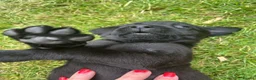 Labrador Retriever dogs for sale: KC registered Black Labrador Pups  - Advert 13