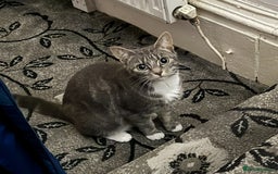British Shorthair cats for sale: Grey tabby short hair..  - Image 3