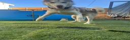 Siberian Husky dogs for sale: Full SiberianHusky Looking for a Loving Home - Advert 9