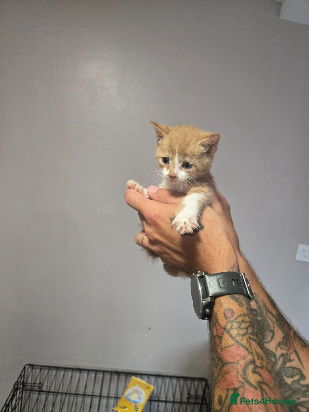 Mixed Breed cats for sale: Kittens  - Advert 2