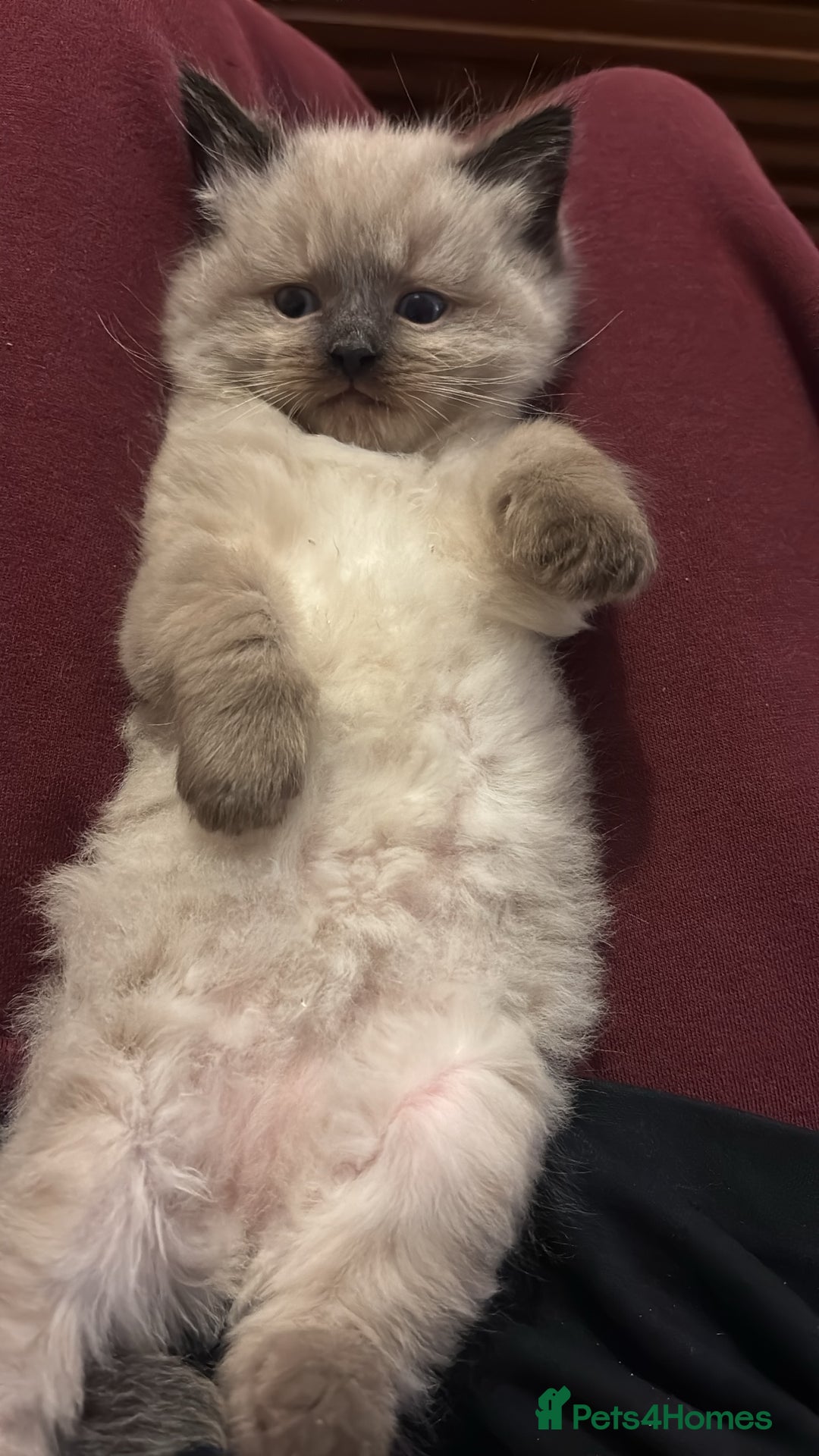 Ragdoll cats for sale: Ragdoll kittens  - Advert 12