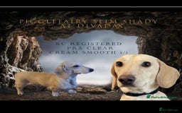 Miniature Dachshund dogs for stud: EXCEPTIONAL KC CREAM SMOOTH MINATURE DAXI STUD in Hinckley - Image 1