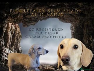 Miniature Dachshund dogs EXCEPTIONAL KC CREAM SMOOTH MINATURE DAXI STUD in Hinckley - Advert 4