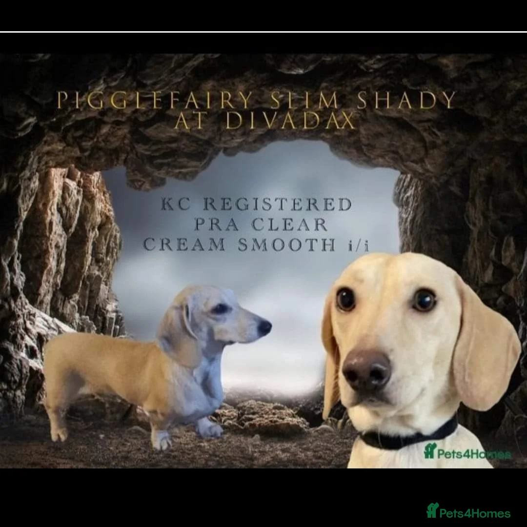 Miniature Dachshund dogs for stud: EXCEPTIONAL KC CREAM SMOOTH MINATURE DAXI STUD in Hinckley - Advert 1