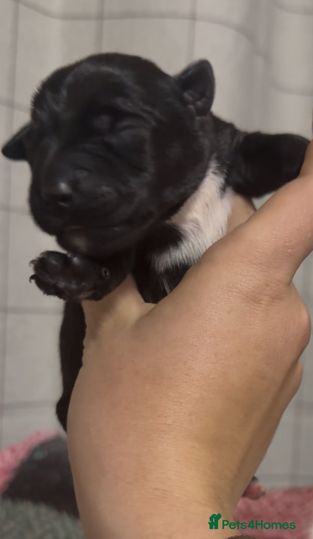 Mixed Breed dogs for sale: 4 Stunning Patterdale X Lakeland Terrier puppies - Image 5