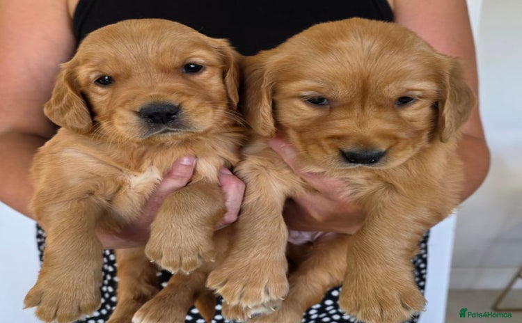 Golden Retriever dogs - Advert 1