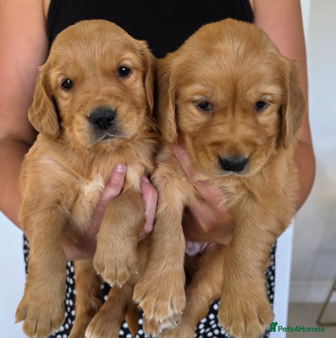 Golden Retriever dogs for sale: Dark Working Golden Retriever puppies  - Image 1