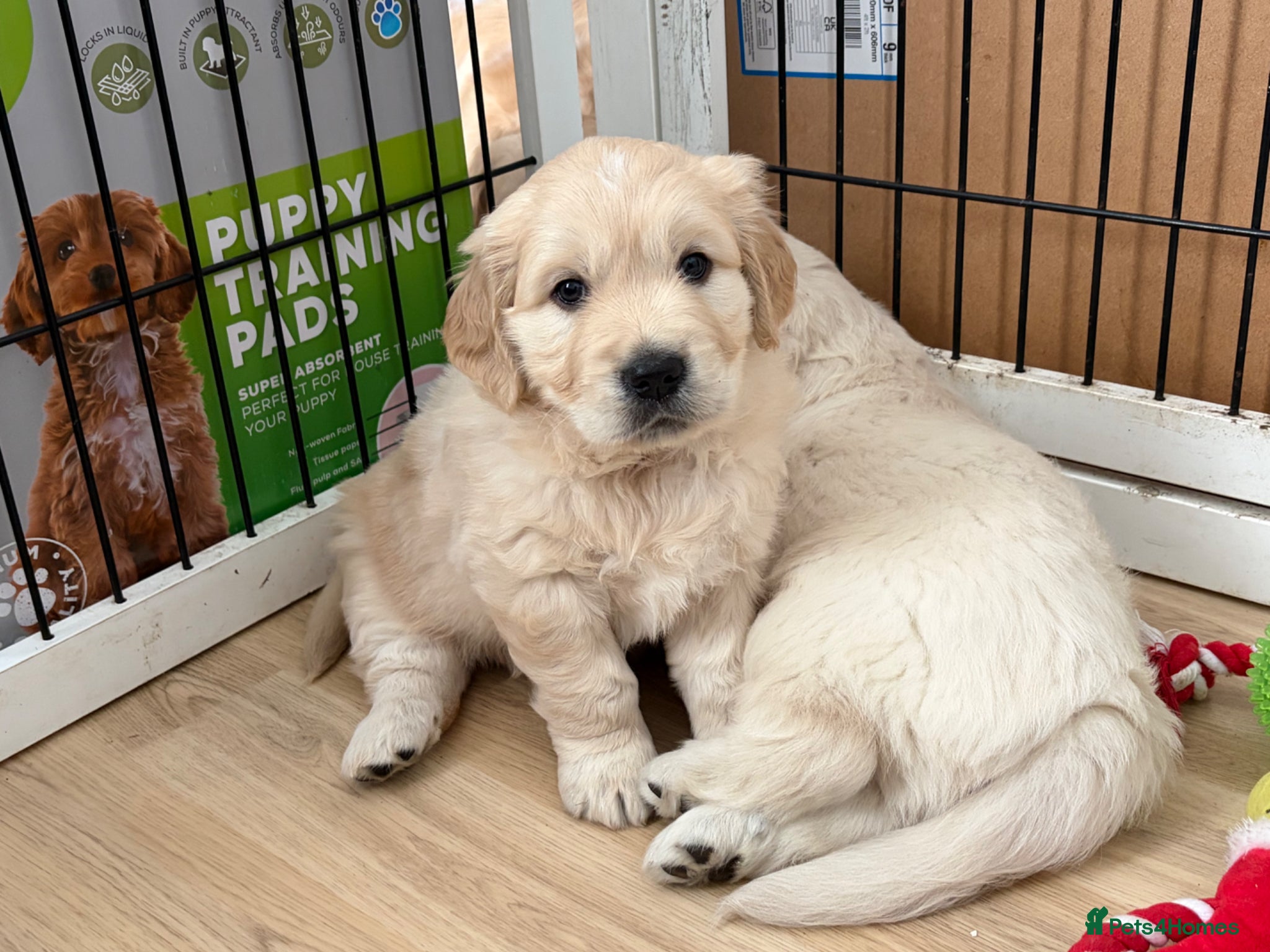 Golden Retriever dogs 1 beautiful male golden retriever - Advert 6