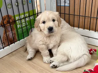 Golden Retriever dogs 1 beautiful male golden retriever - Advert 5